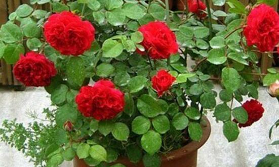 芦柑是什么,和橘子有什么区别