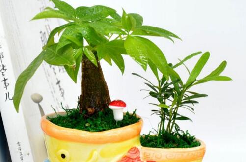 如何恰当使用黄堇?