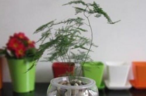 「莲藕:营养丰富,好吃又健康!」