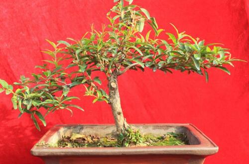 提子怎么洗才干净?学会这几招再也不怕洗不干净提子!