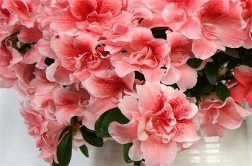 满天星有几种自然颜色,染满天星的染料有毒吗