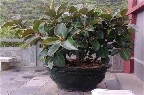 耧斗菜的养殖方法和注意事项