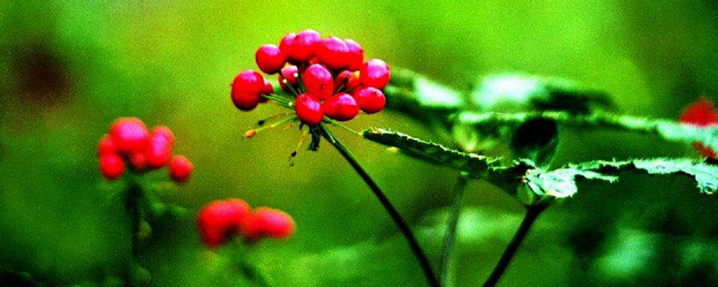 大蒜的养殖方法和注意事项大全