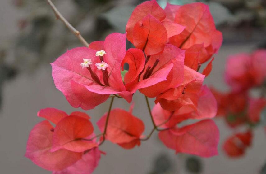 石斛浇水的基本原则