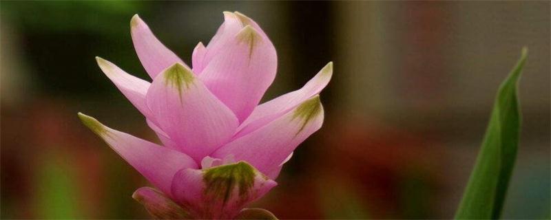 面条菜有哪些功效与作用?不看不知,如此不起眼的小野菜竟然有着大功效!