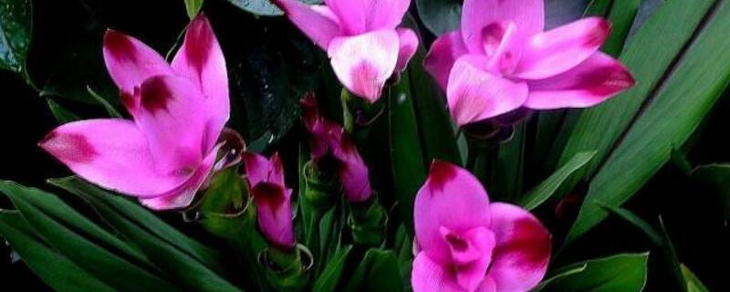 素心兰怎么养?教你养出植株繁茂且花朵美艳的素心兰!