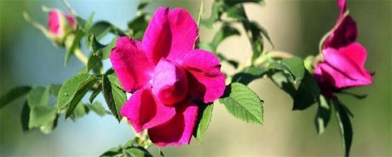 宝莲灯花适合用什么肥料?