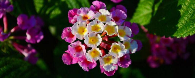 种植技巧大揭秘:如何增加南瓜产量?