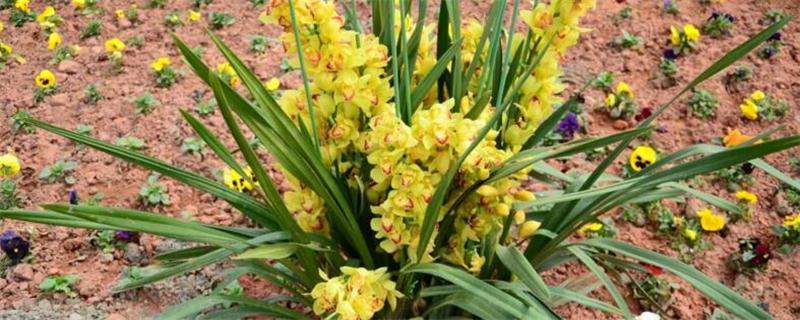 风兰的养殖方法和注意事项