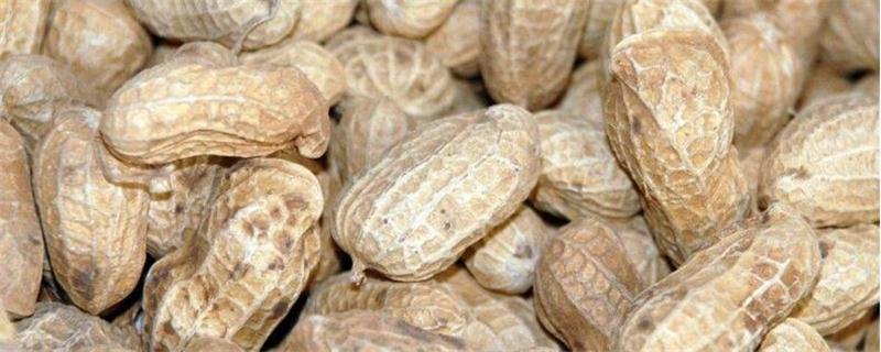 丽春花花期什么时候?持续多久花中寓意是什么?