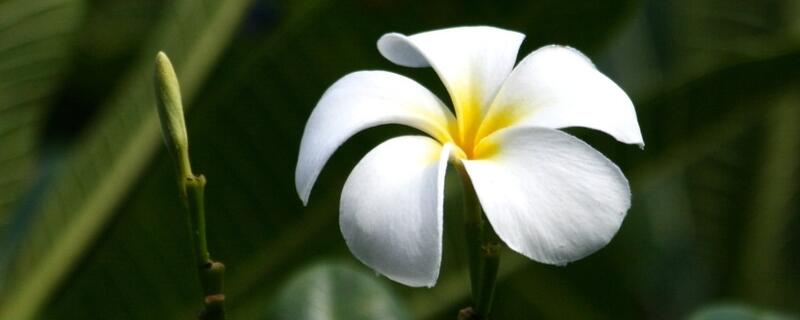 春天盆栽柑橘的管理