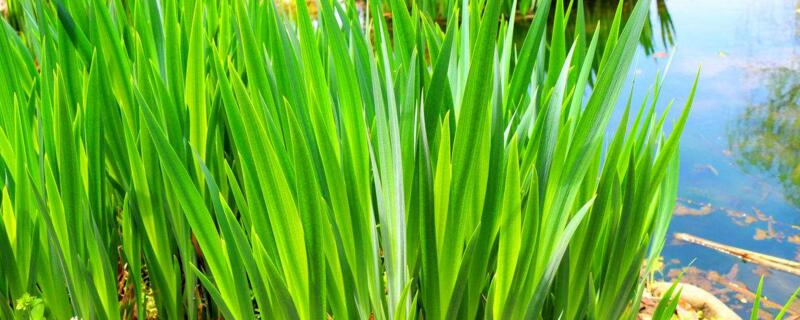 木耳菜的种植技术及病虫害防治方法