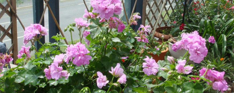 竹节秋海棠的养殖方法和注意事项