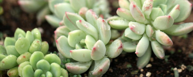 多肉爱好者必看】多肉法师养殖方法详解