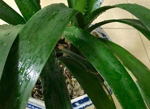 紫罗兰的传说:植物王国中最美之花