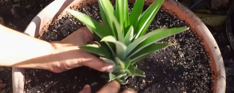 盆栽葡萄树怎么养?盆栽葡萄树的养护技巧