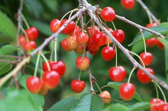 探究丝瓜盛瓜期的病虫害防治方法