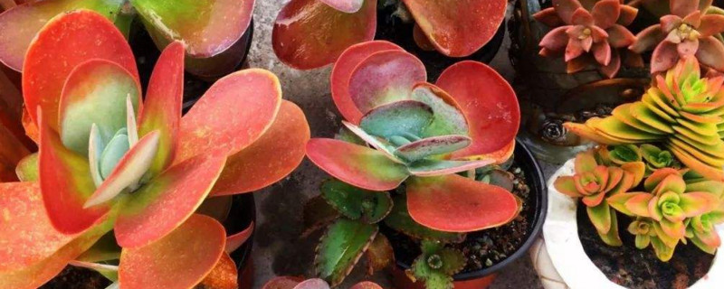 "鹰嘴豆:一种营养丰富的超级食品"