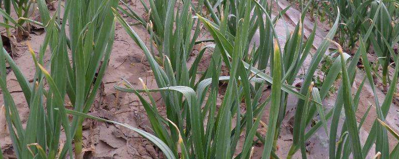 芭蕉的养殖方法和注意事项