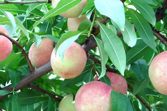 日光浴对花卉生长的影响分析