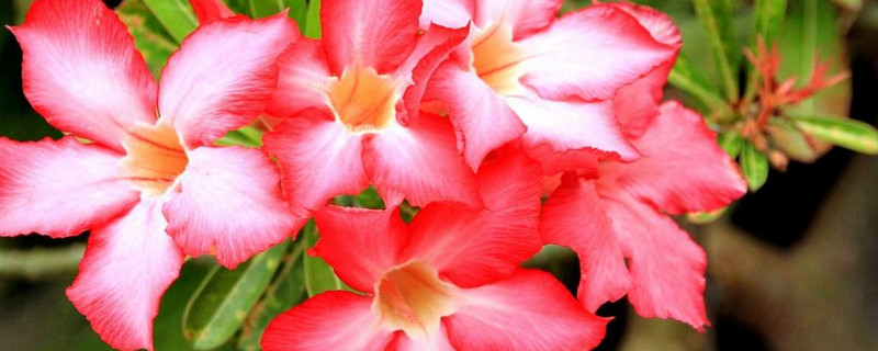 温度和湿度对花卉生长的影响及调节方法