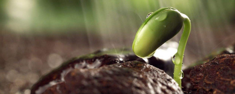 五彩石竹种子应该如何栽种才能出芽,利用五彩石竹种子种植技术/9月开始播种