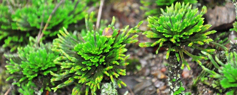 从种子到繁殖:碧玉莲的全过程指南