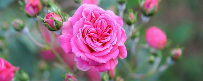 花卉产业发展:推动农村经济增长的新动力