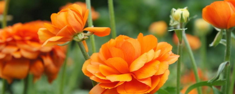 君子兰侧芽会影响开花吗?