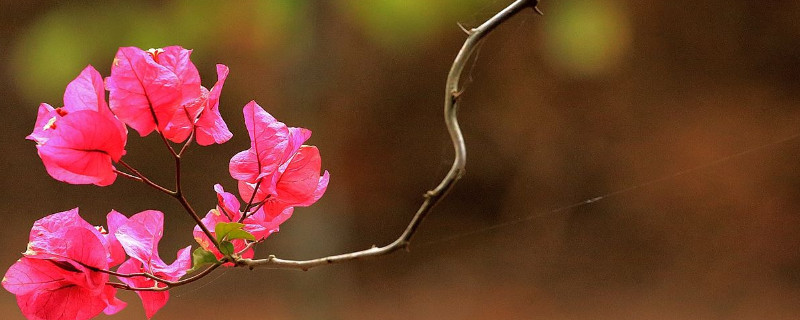 黄瓜死秧的原因及防治方法