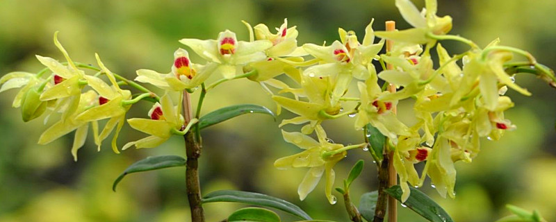 橡皮树怎么养最好