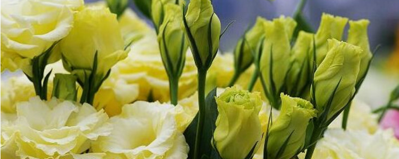 金枝玉叶怎么养才好