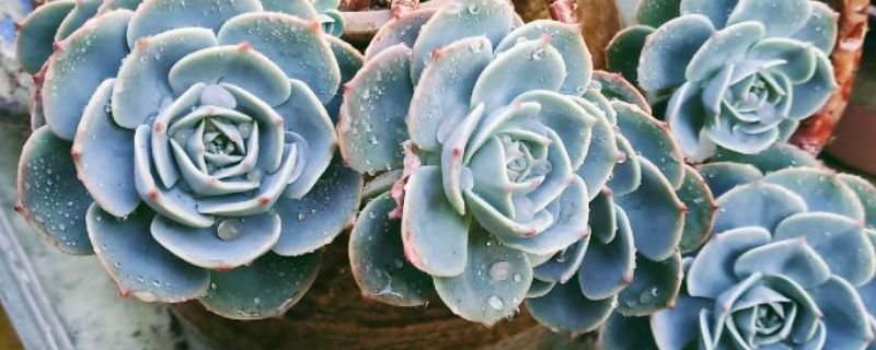 花卉的名称由来:探究花草名字的渊源