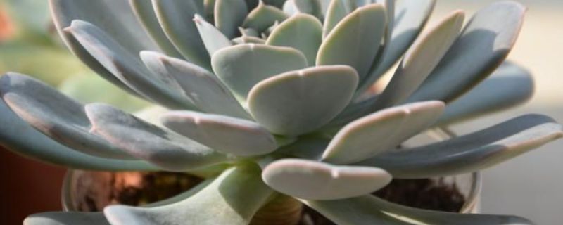 花卉病害分类及防治措施:了解常见病害,掌握有效防治方法