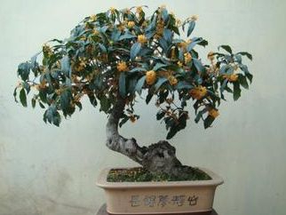 夏季多肉养护攻略:九个必备技巧