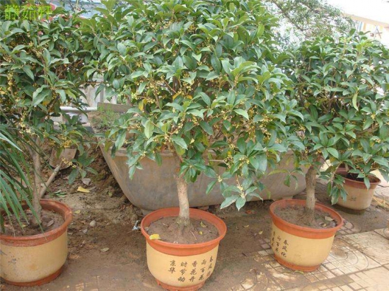 如何避免多肉在夏天受到损害?