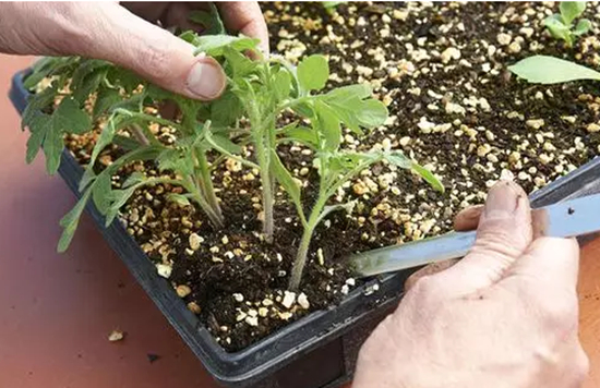 铜钱草放鱼缸里怎么养?