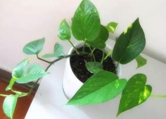 薄荷怎么养才能爆盆?