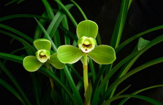 富贵竹高度生长的养护技巧