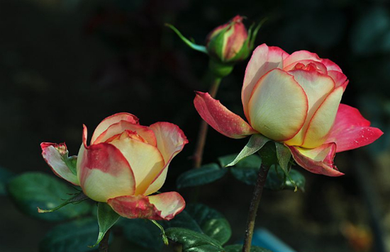 富贵竹怎么养才能更旺盛