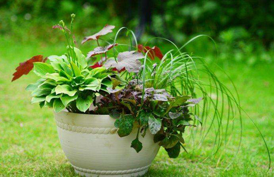 吊兰夏天怎么浇水?