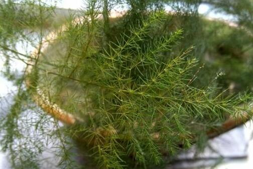 葡萄的养护指南