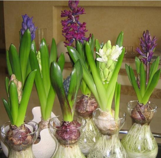 五彩椒怎么种植- 五彩椒盆栽怎么养