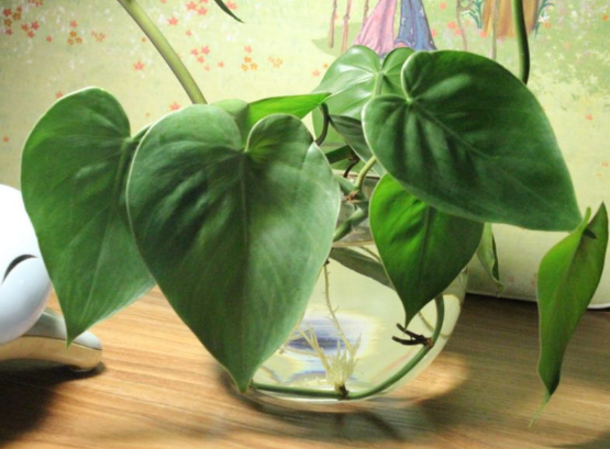 铜钱草怎么养才能更旺盛