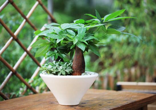 波斯菊的养护技巧与方法