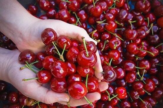 金边龟背竹的养护技巧与方法