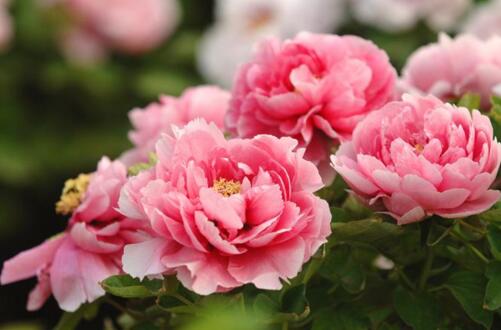 什么样的土壤最适合养花