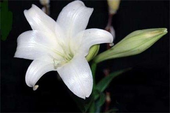 特殊情况下的花卉养护方法