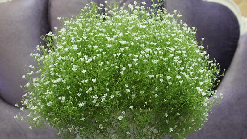 如何给家中的花卉进行科学浇水