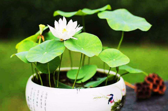 盆栽荷花的种植方法,播种/种藕(种藕存活率比较高)